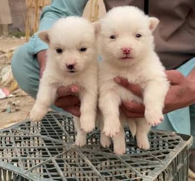 Russian dog /russian puppy /russian dog