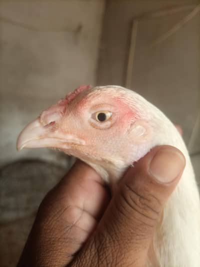 Aseel Heera Madi | Aseel White Madi for sale