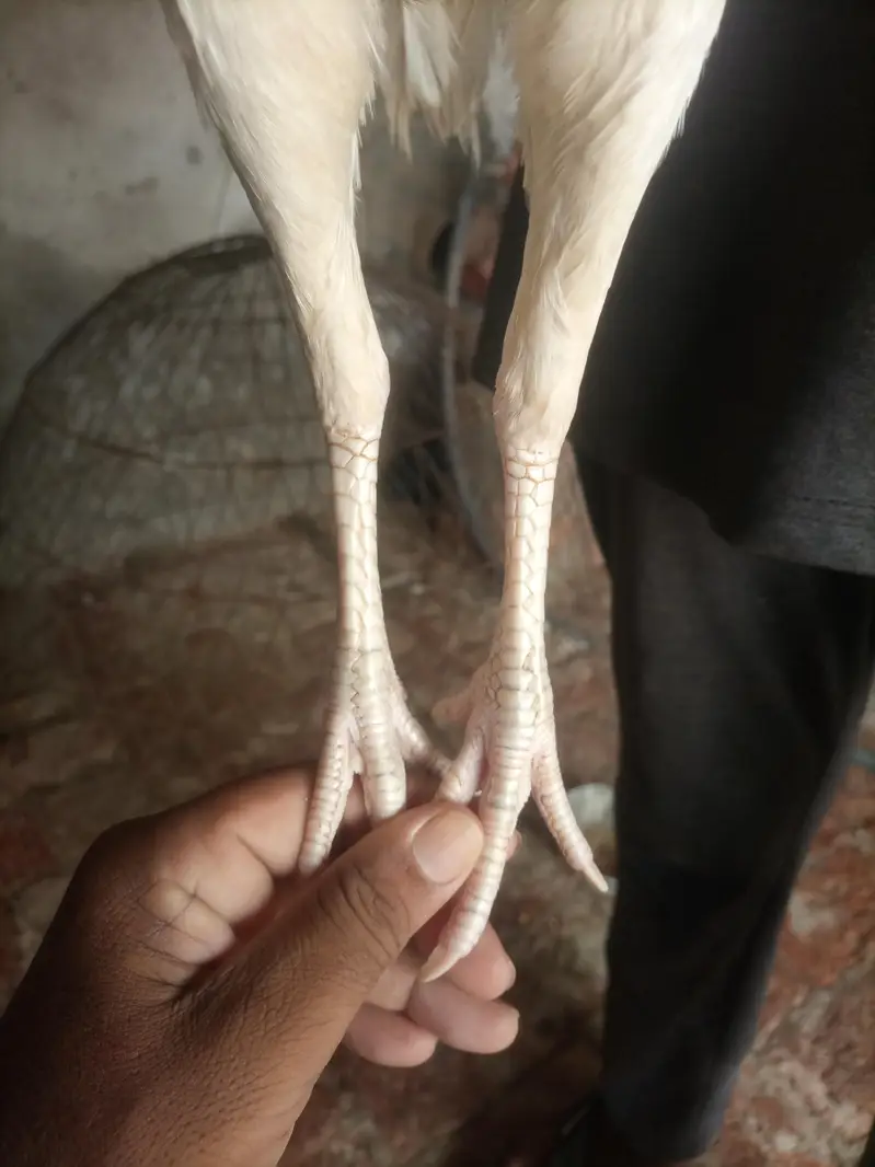 Aseel Heera Madi | Aseel White Madi for sale — photo 2