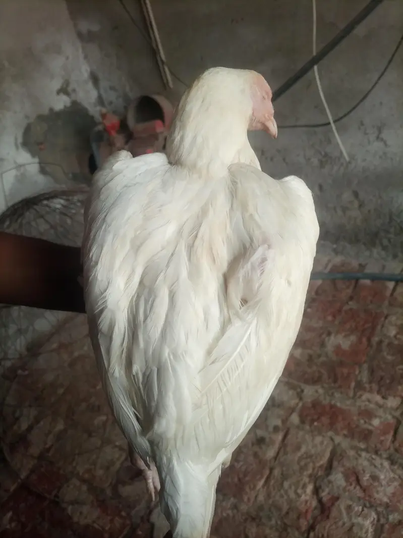 Aseel Heera Madi | Aseel White Madi for sale — photo 3