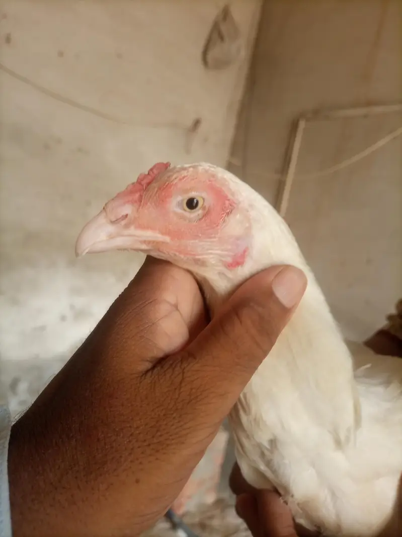 Aseel Heera Madi | Aseel White Madi for sale — photo 4