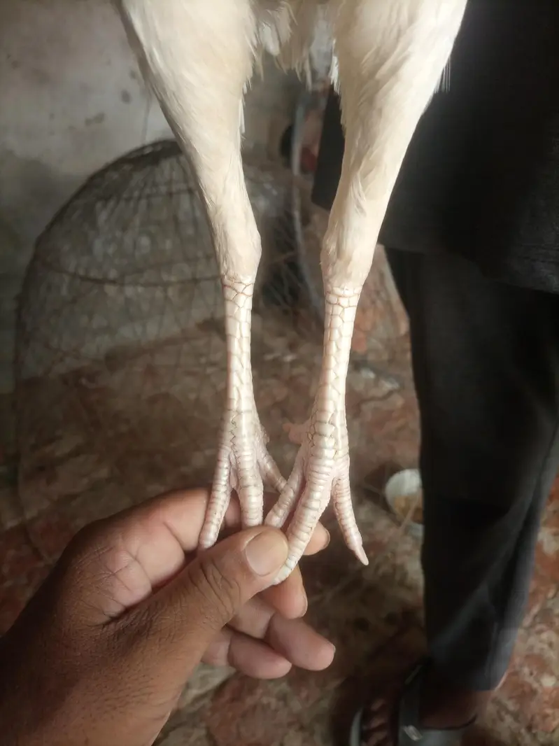 Aseel Heera Madi | Aseel White Madi for sale — photo 5