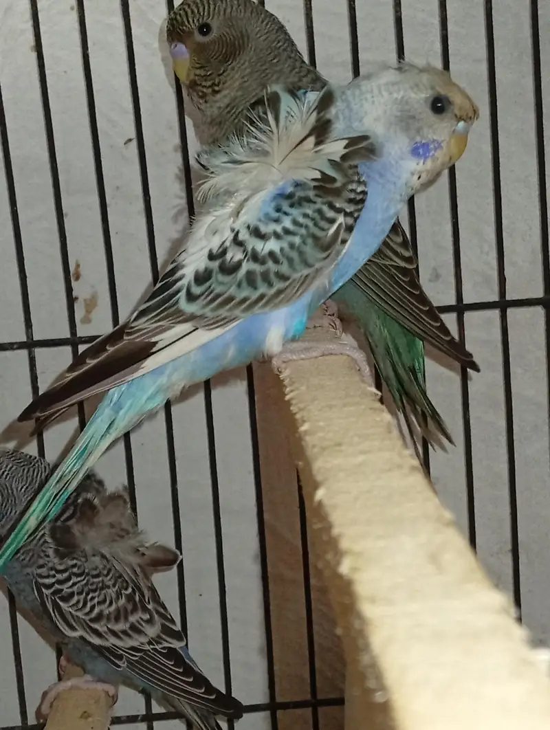 hogormo ready to breed 2 pairs