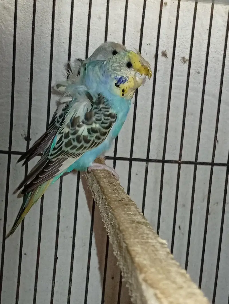 hogormo ready to breed 2 pairs — photo 2