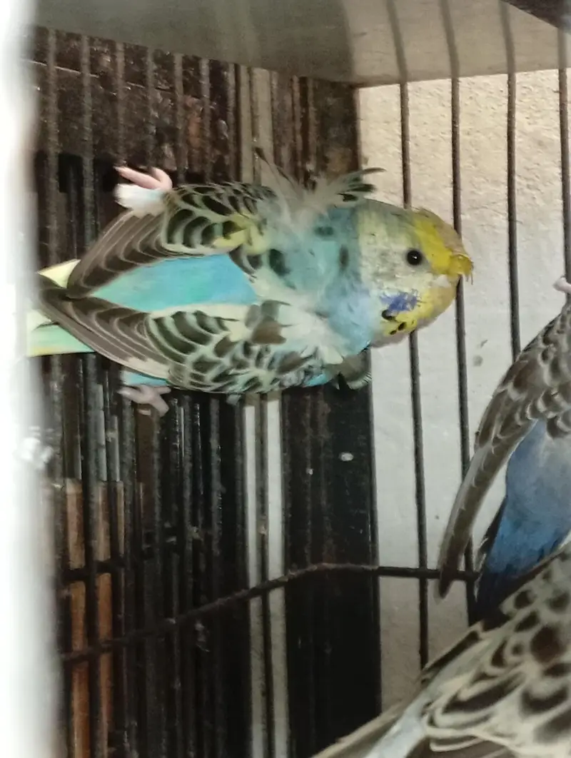 hogormo ready to breed 2 pairs — photo 3