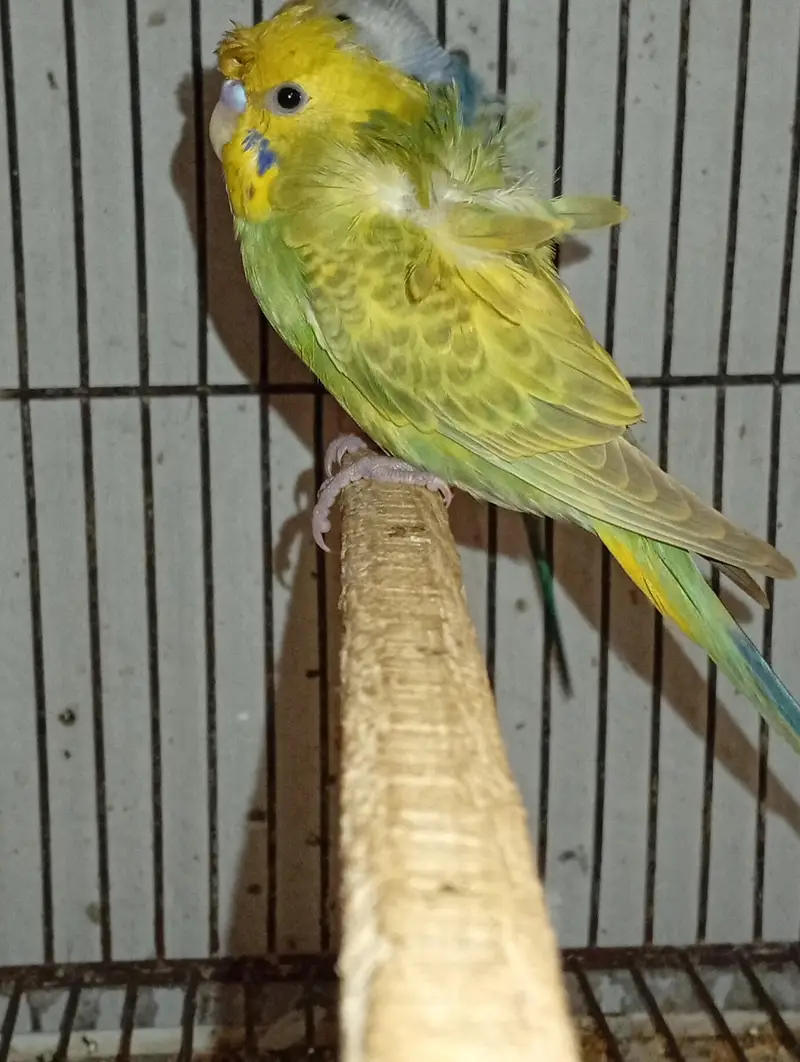 hogormo ready to breed 2 pairs — photo 4