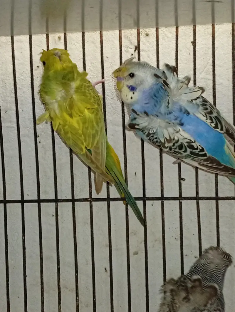 hogormo ready to breed 2 pairs — photo 5