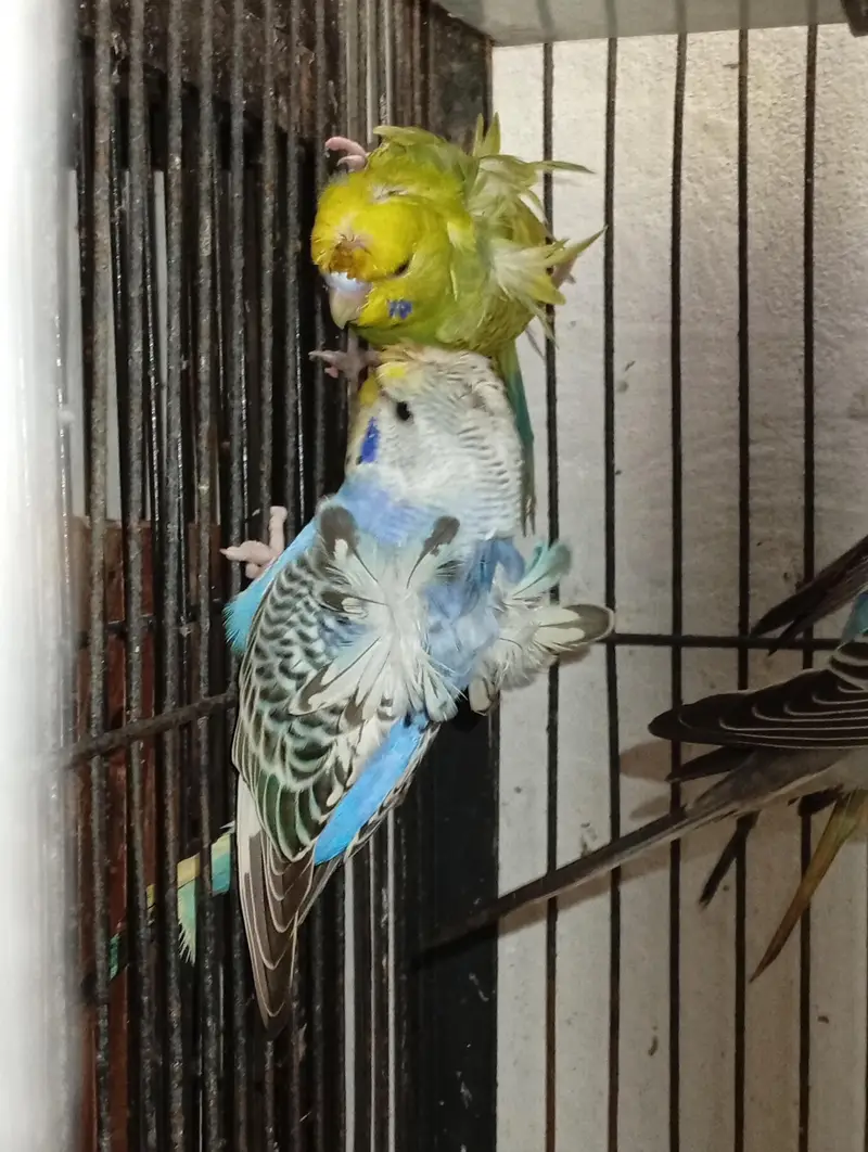 hogormo ready to breed 2 pairs — photo 6