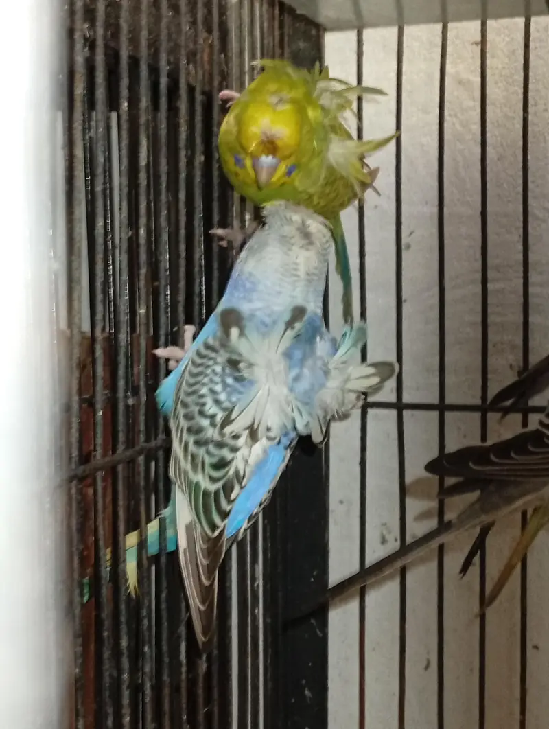 hogormo ready to breed 2 pairs — photo 7