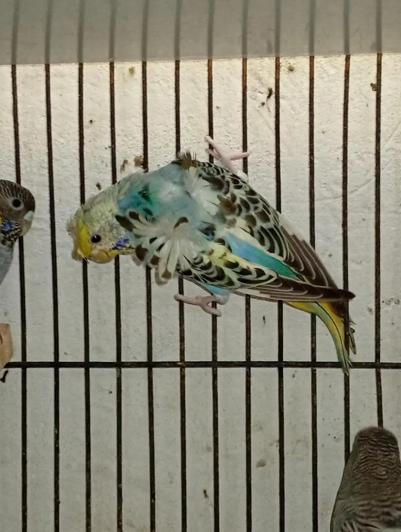 hogormo ready to breed 2 pairs — photo 8