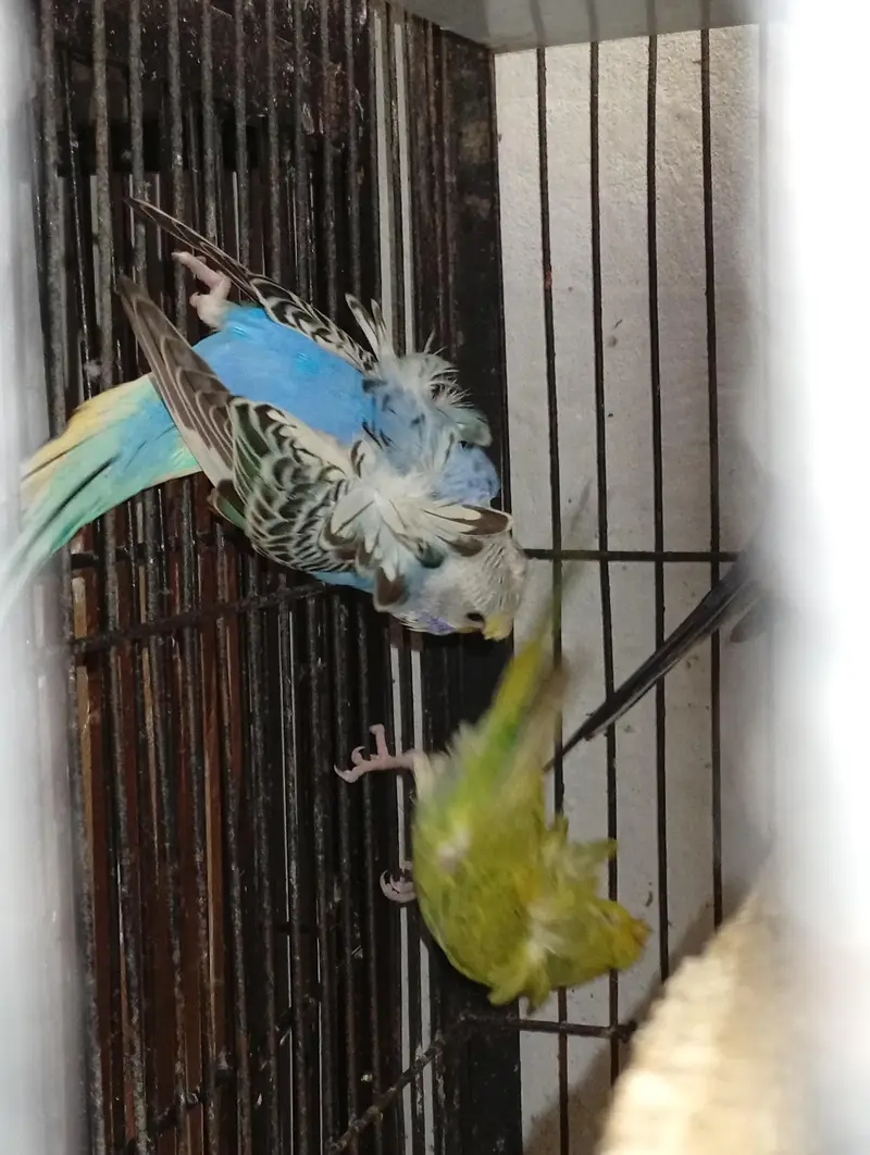 hogormo ready to breed 2 pairs — photo 9