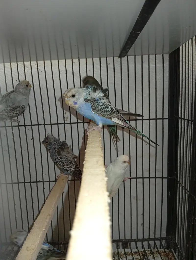 hogormo ready to breed 2 pairs — photo 10
