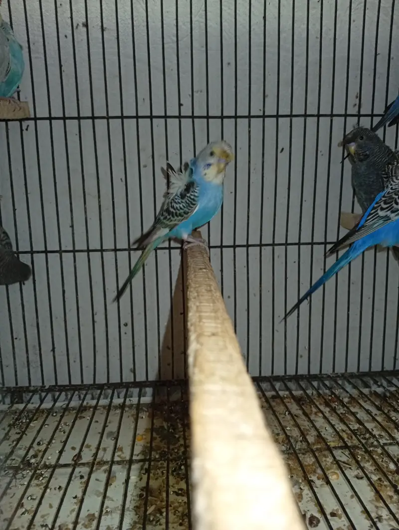 hogormo ready to breed 2 pairs — photo 11