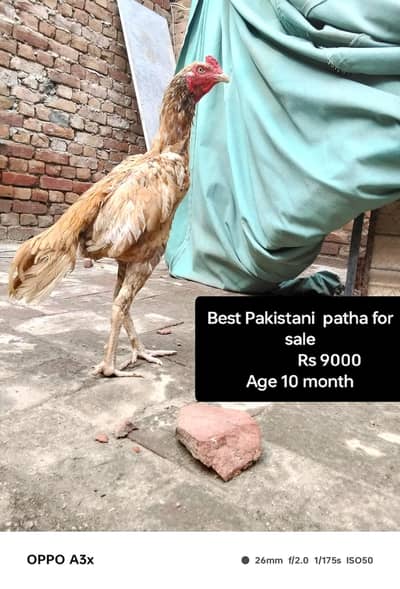 one walaiti murgi and one Pakistani murga