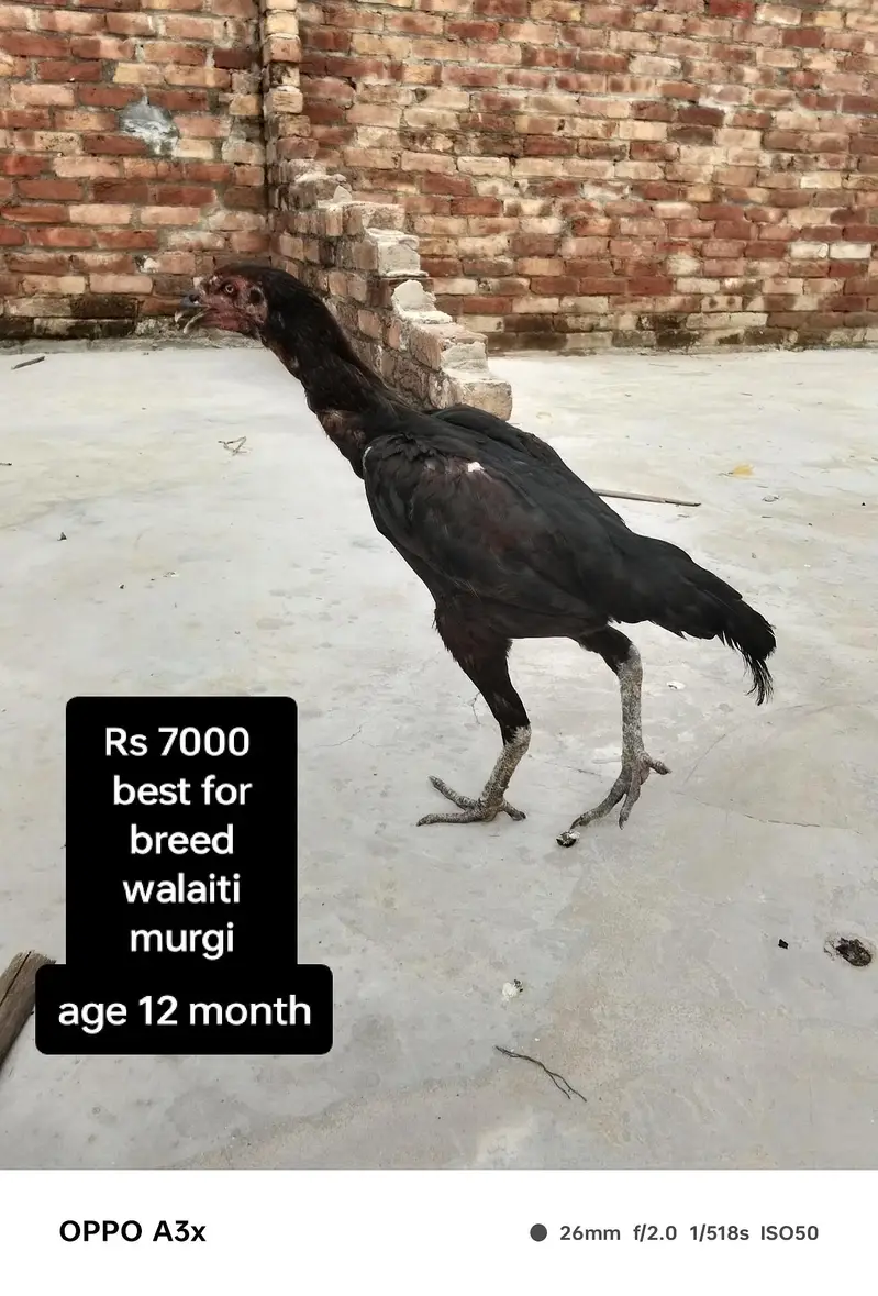 one walaiti murgi and one Pakistani murga — photo 2