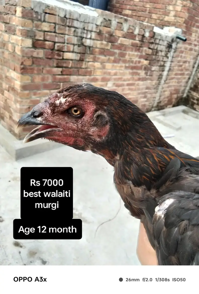 one walaiti murgi and one Pakistani murga — photo 3