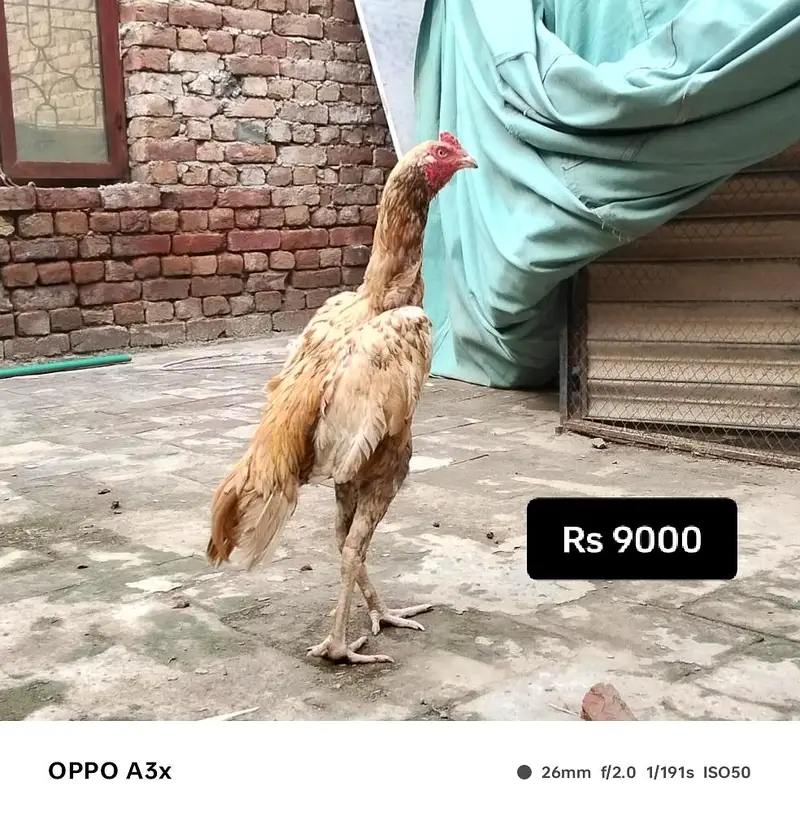 one walaiti murgi and one Pakistani murga — photo 4
