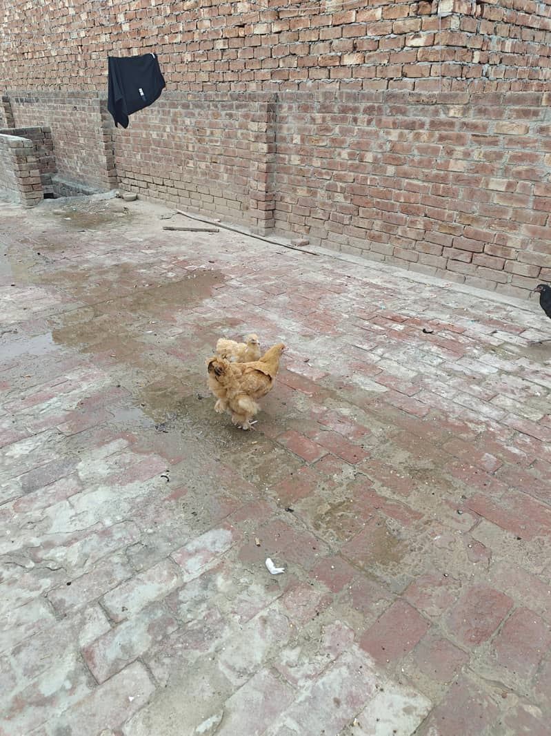 Golden Buff Females | Hens | Golden Buff For sale 0