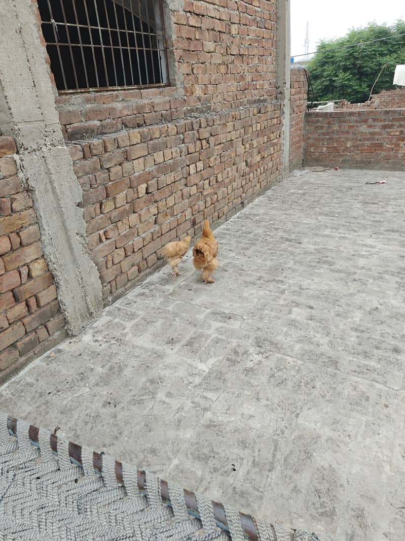 Golden Buff Females | Hens | Golden Buff For sale 2
