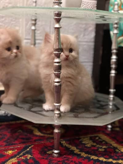 persian kittens for sale