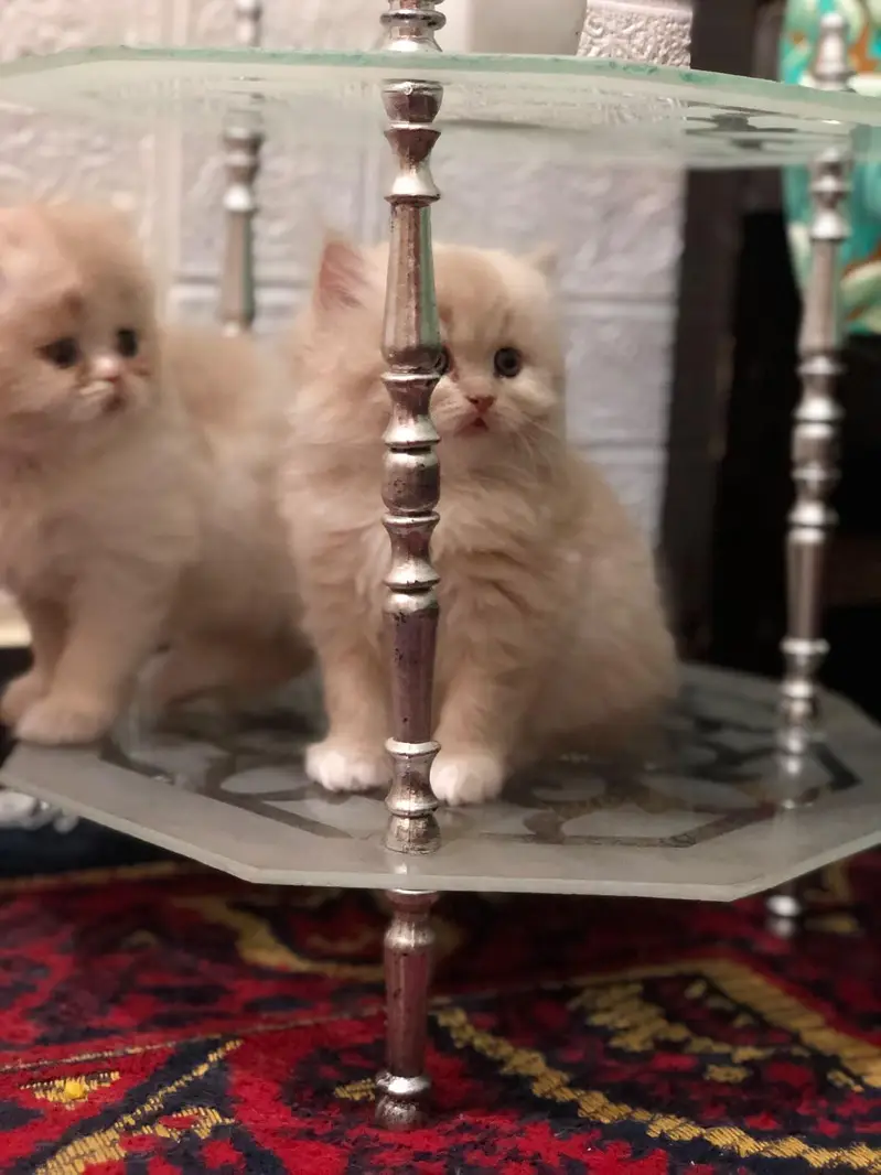 persian kittens for sale