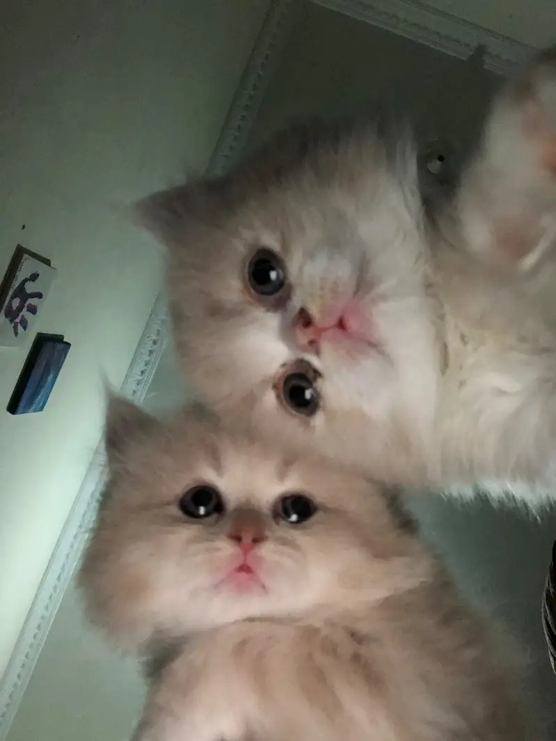 persian kittens for sale — photo 2
