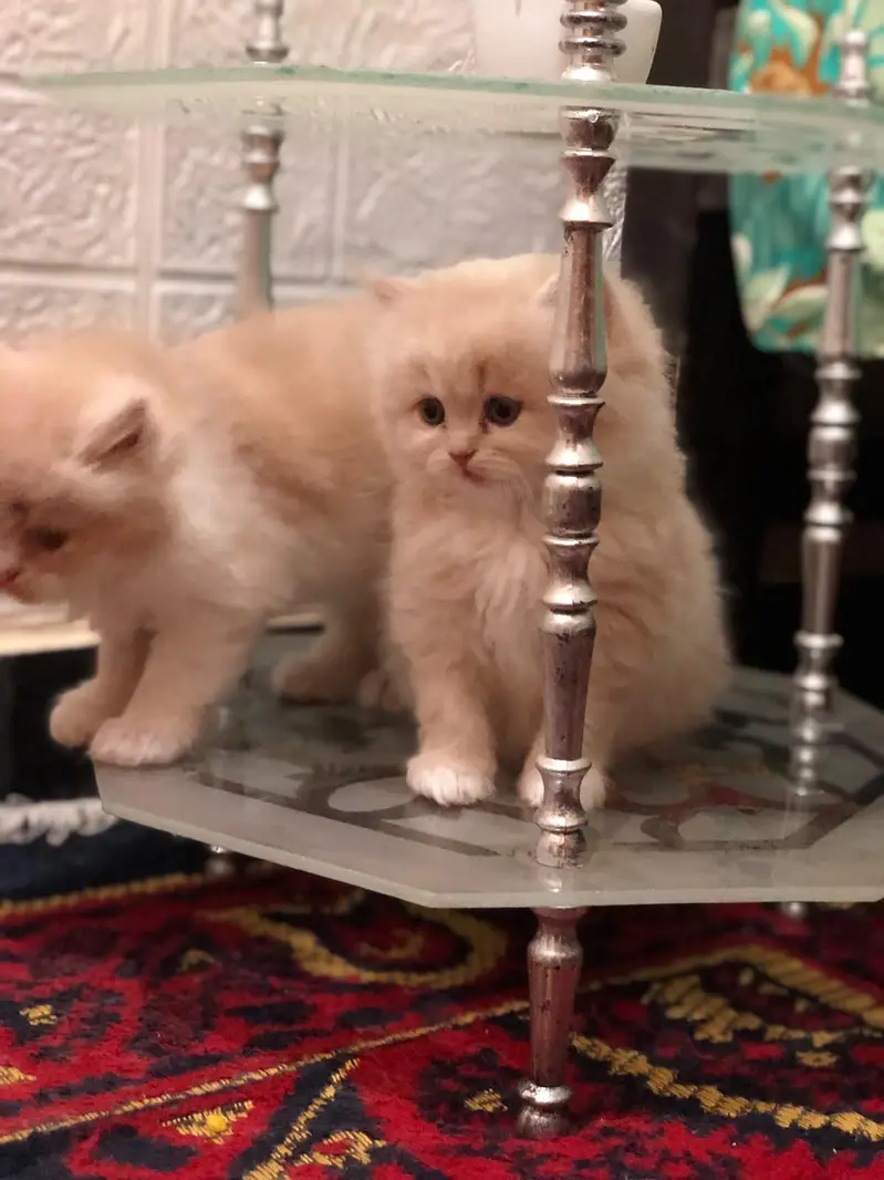 persian kittens for sale — photo 3