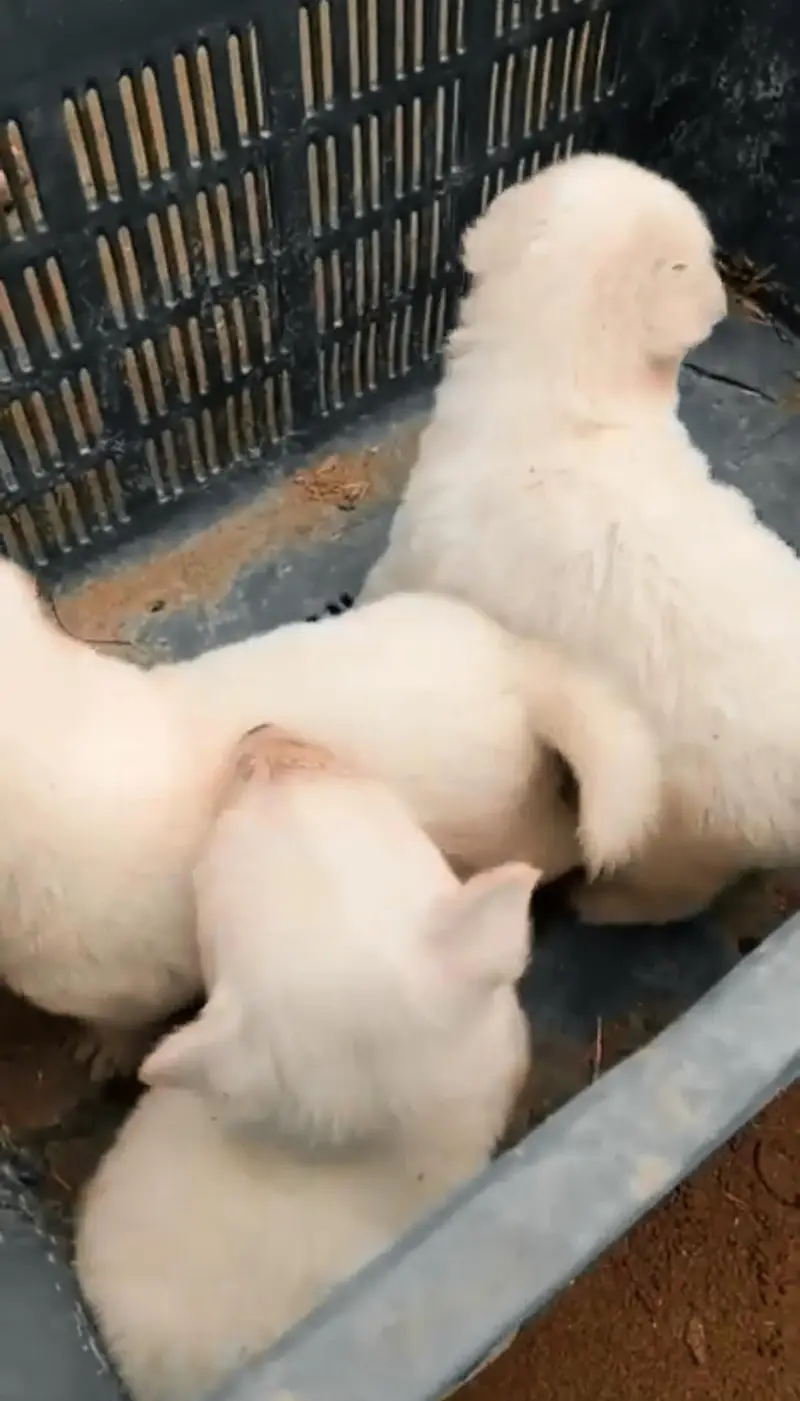 Russian dog /russian puppy /russian dog — photo 2
