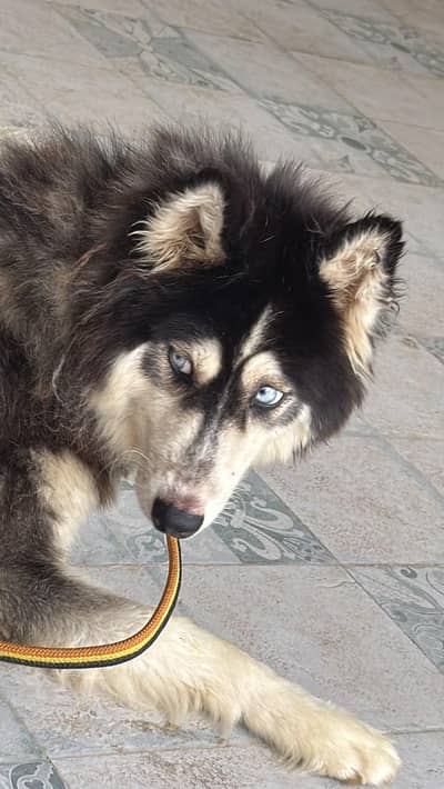 Siberian husky