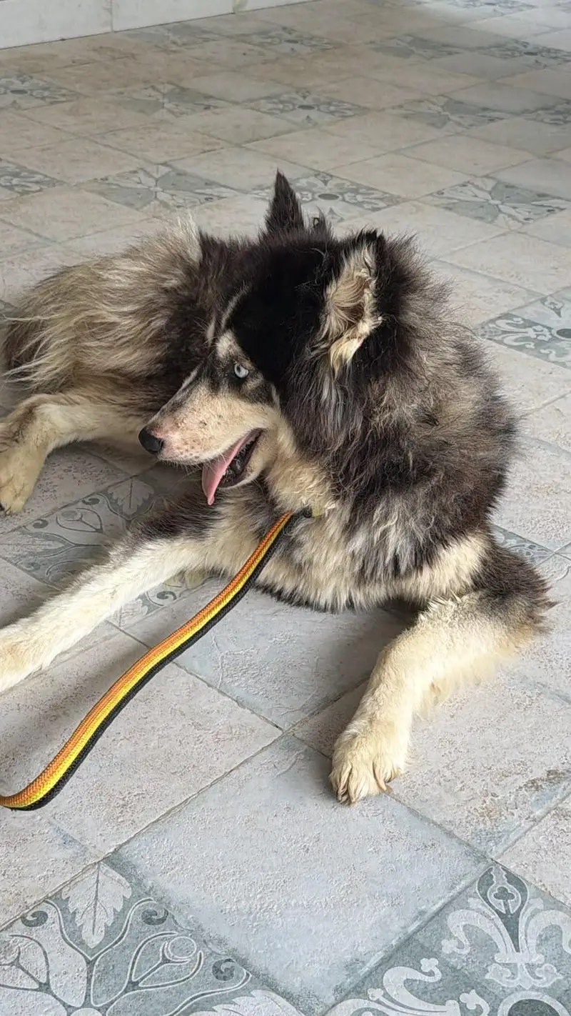 Siberian husky — photo 2