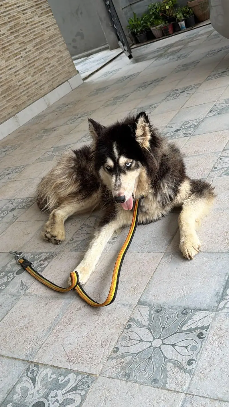 Siberian husky — photo 3