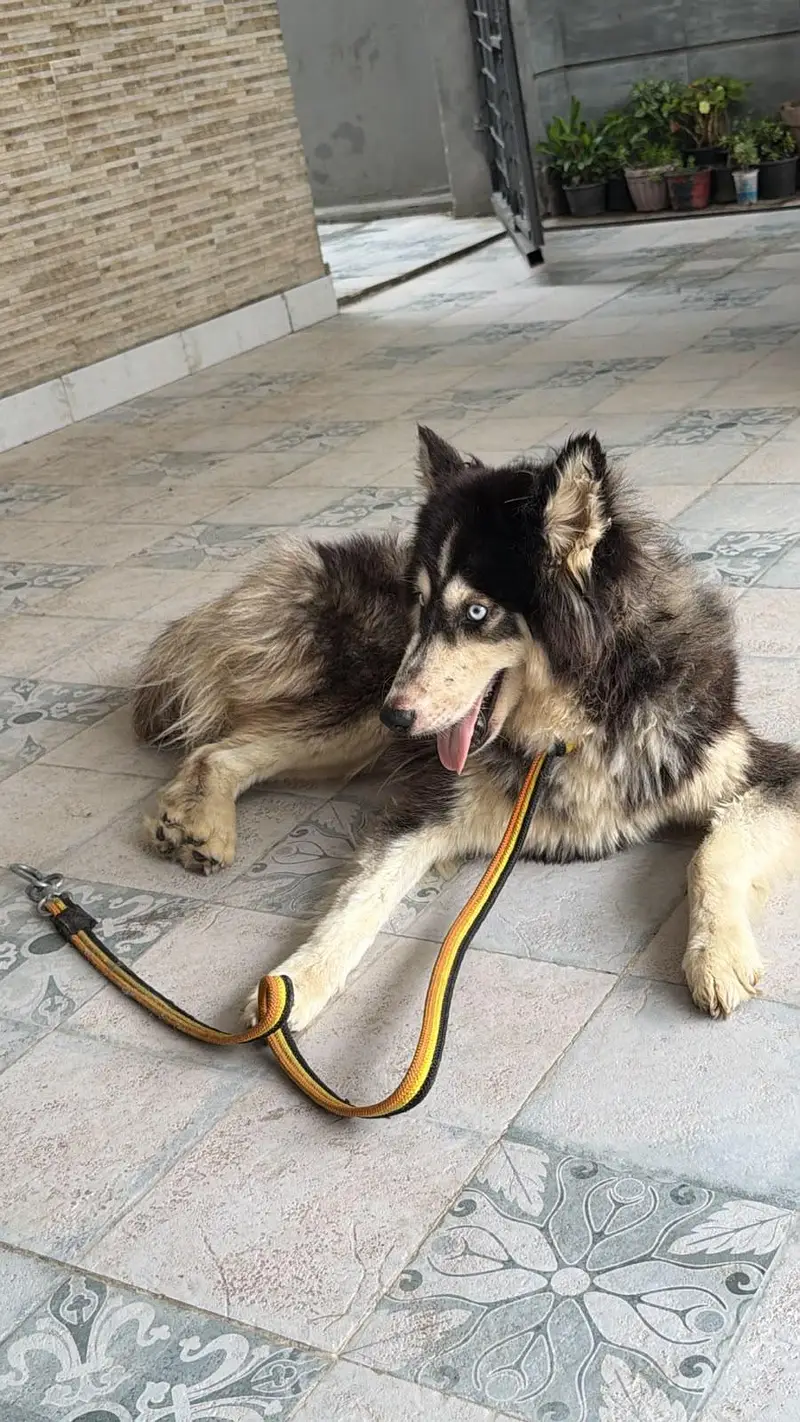 Siberian husky — photo 4