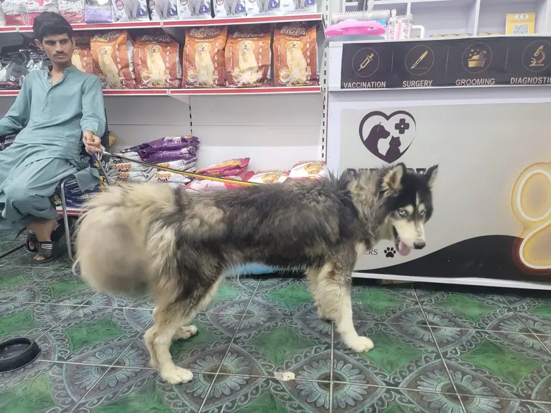 Siberian husky — photo 5