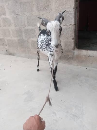 tapra bakra  butterfly shape bht hi khubsurat print. . .