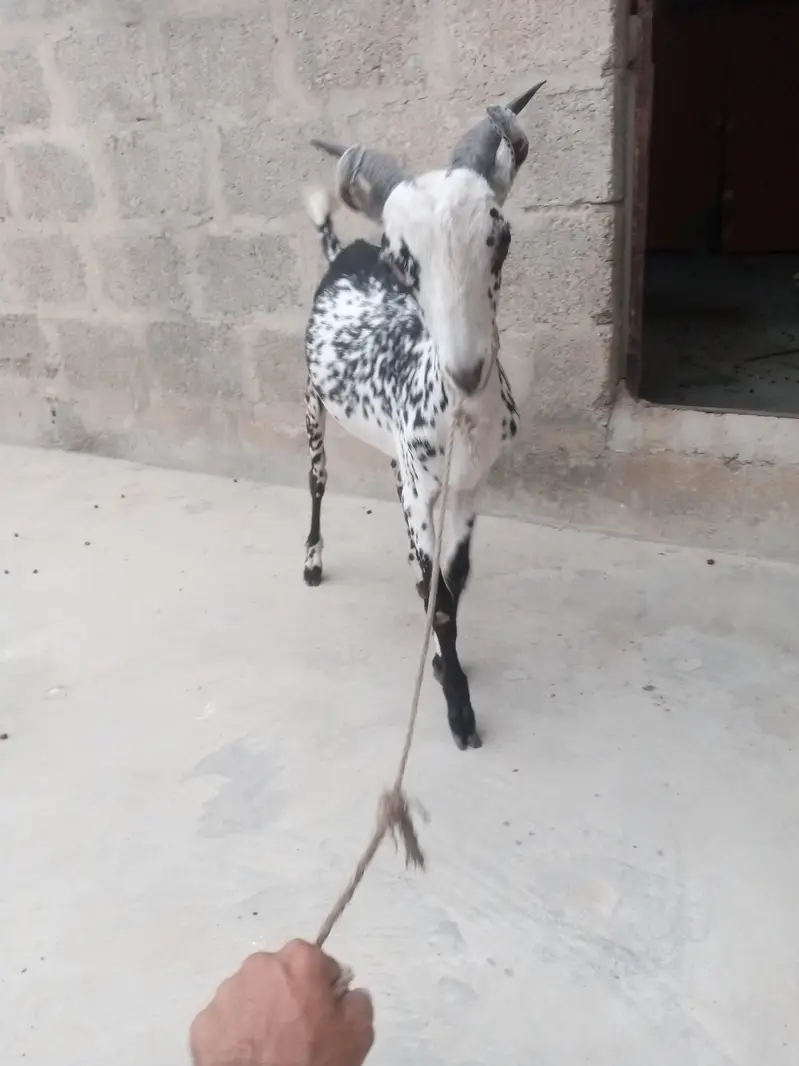 tapra bakra  butterfly shape bht hi khubsurat print. . .