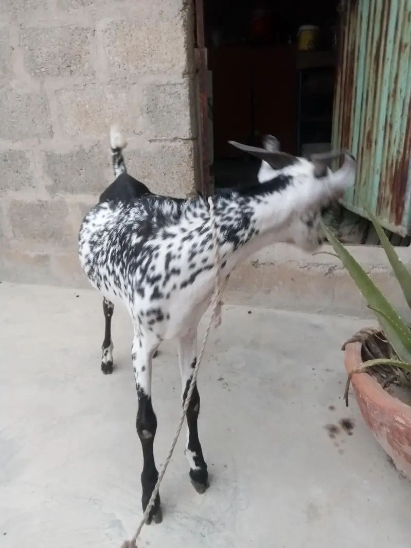 tapra bakra  butterfly shape bht hi khubsurat print. . . — photo 5