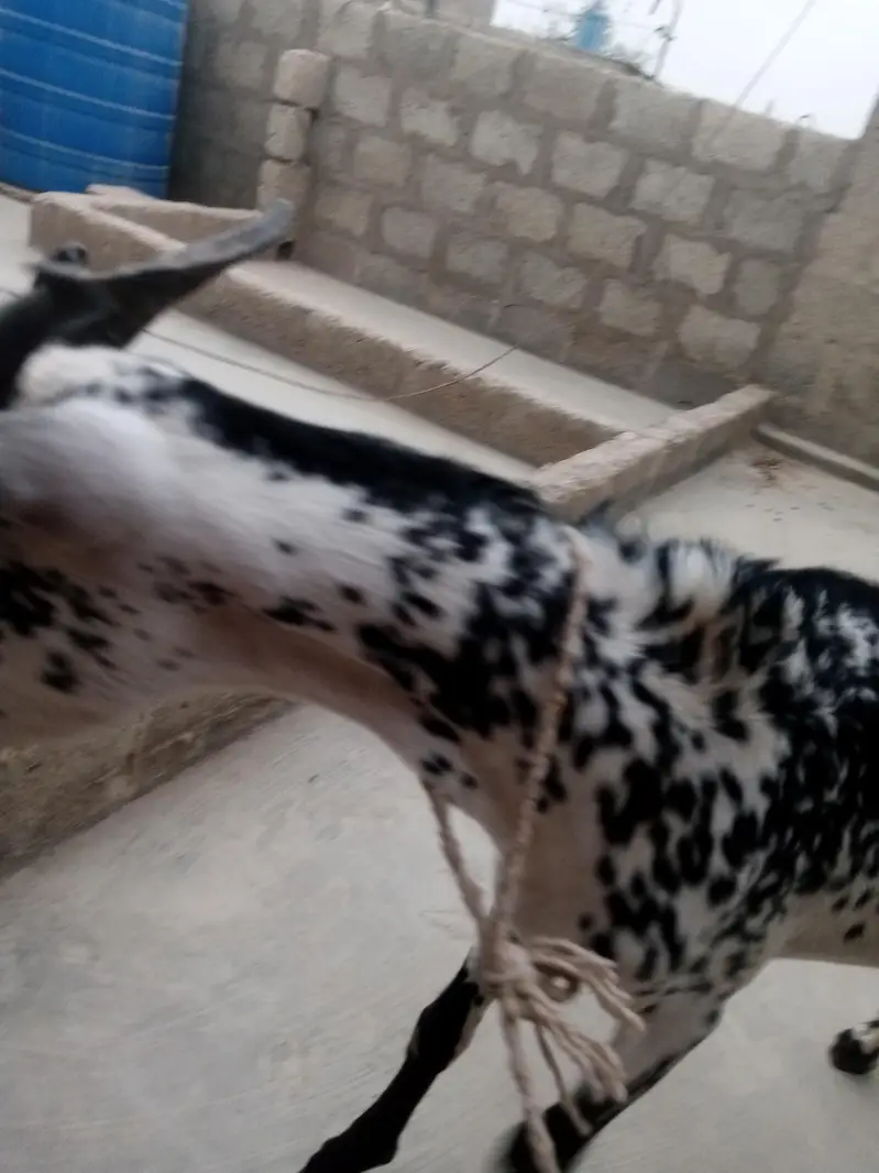 tapra bakra  butterfly shape bht hi khubsurat print. . . — photo 7