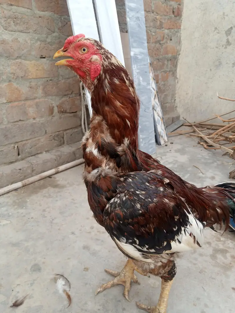 full healthy breeder pair — photo 3