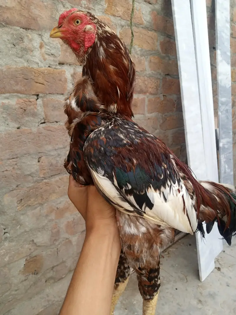full healthy breeder pair — photo 4