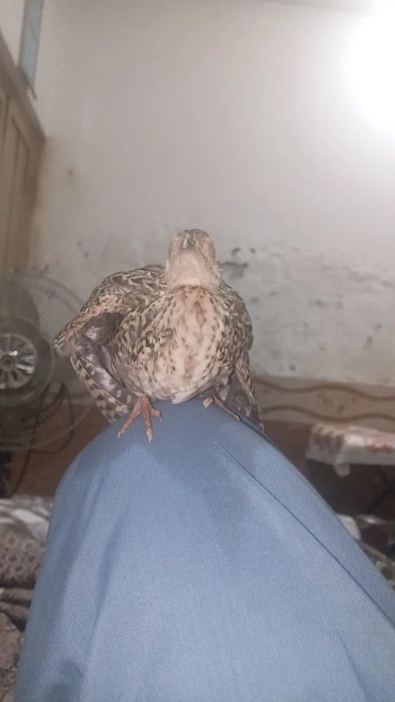 rajWali — photo 3