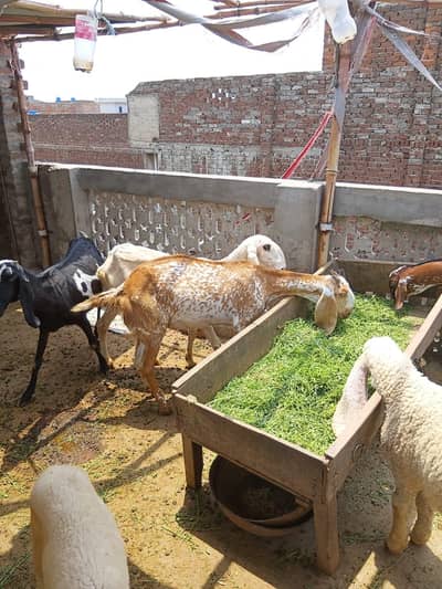 khan g goat