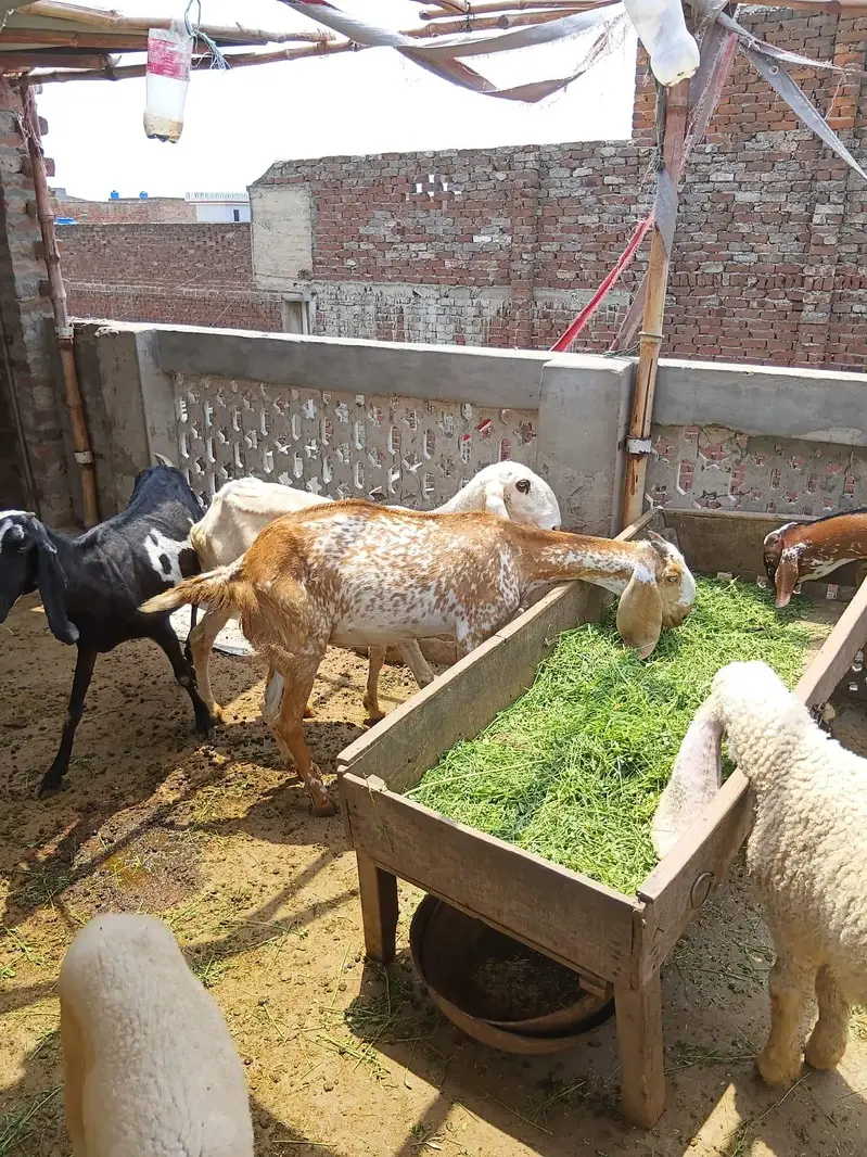 khan g goat