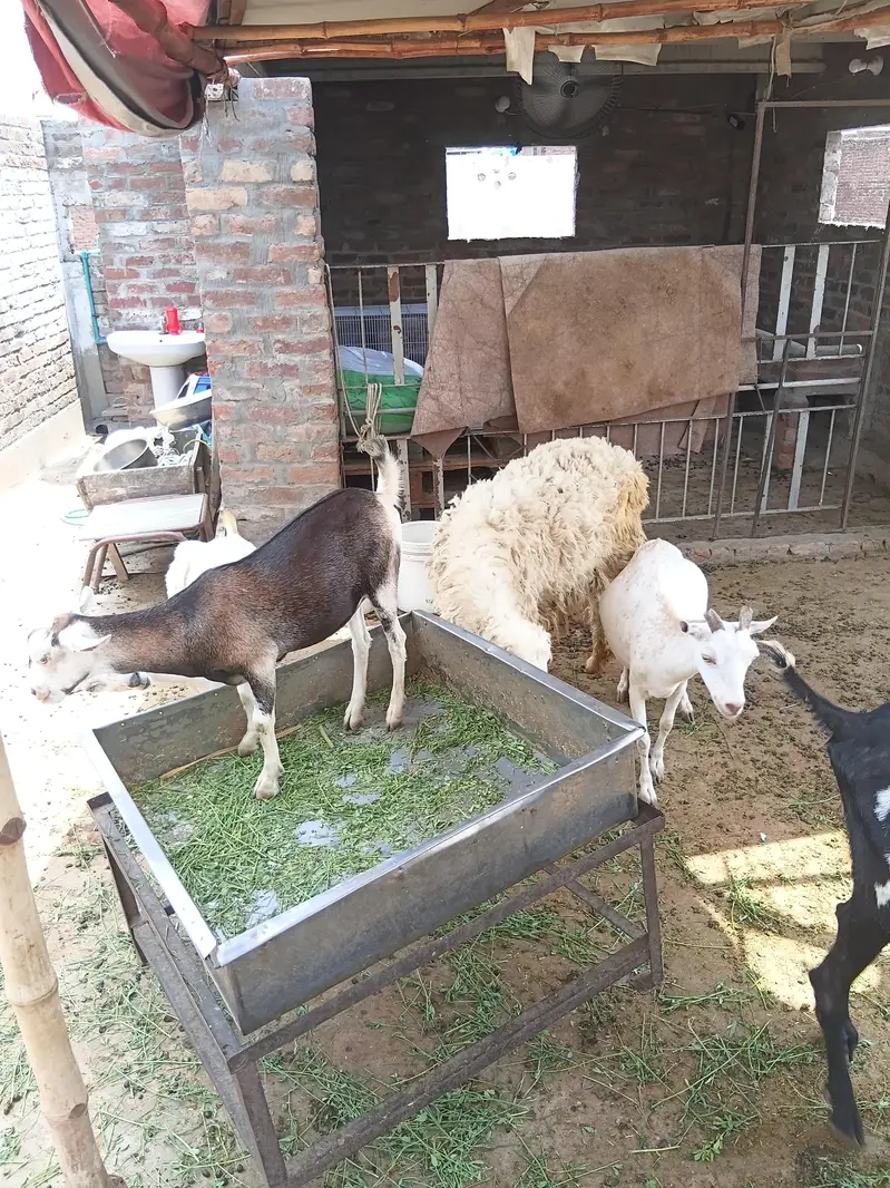 khan g goat — photo 2