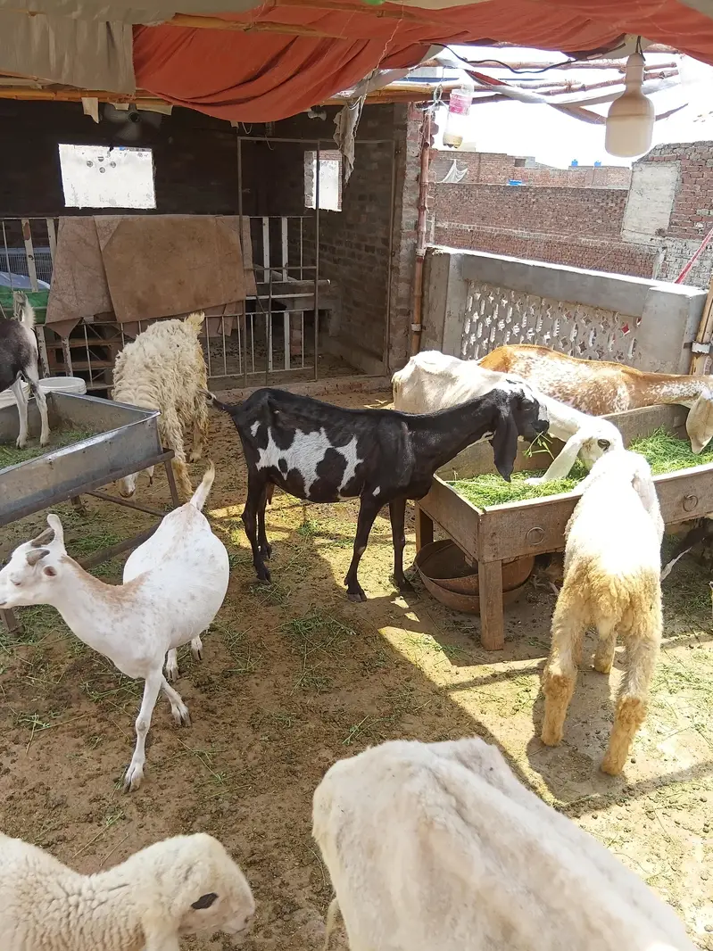 khan g goat — photo 3