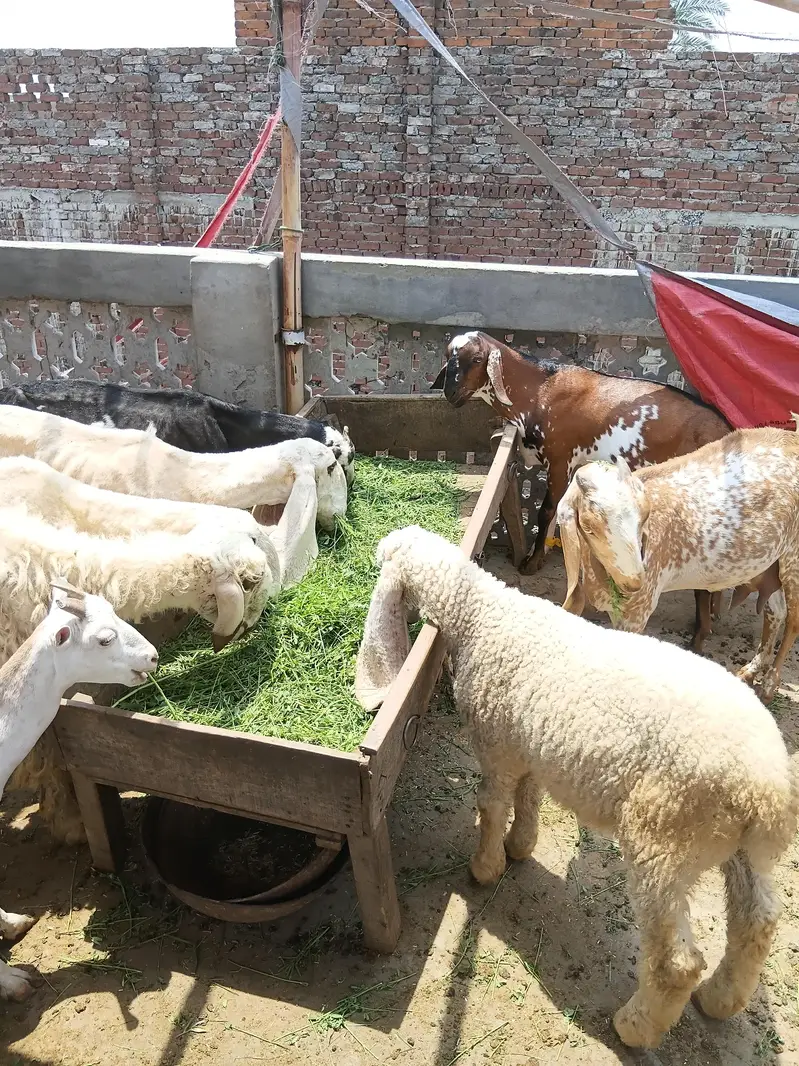 khan g goat — photo 4