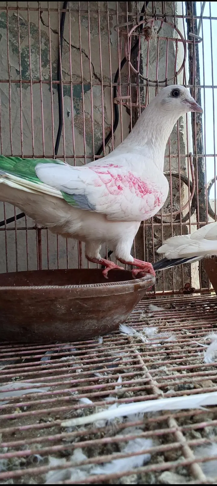 Patti wala naar — photo 2