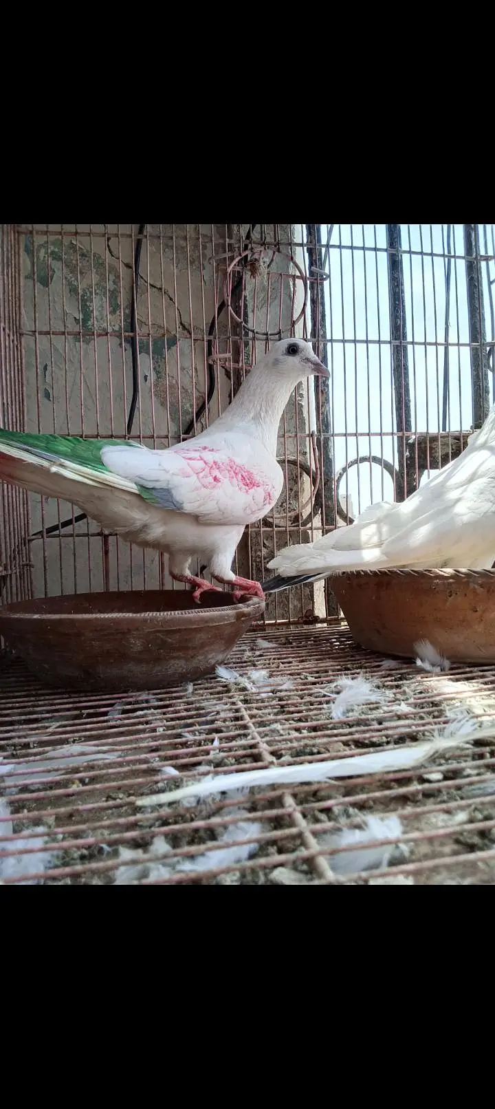 Patti wala naar — photo 3