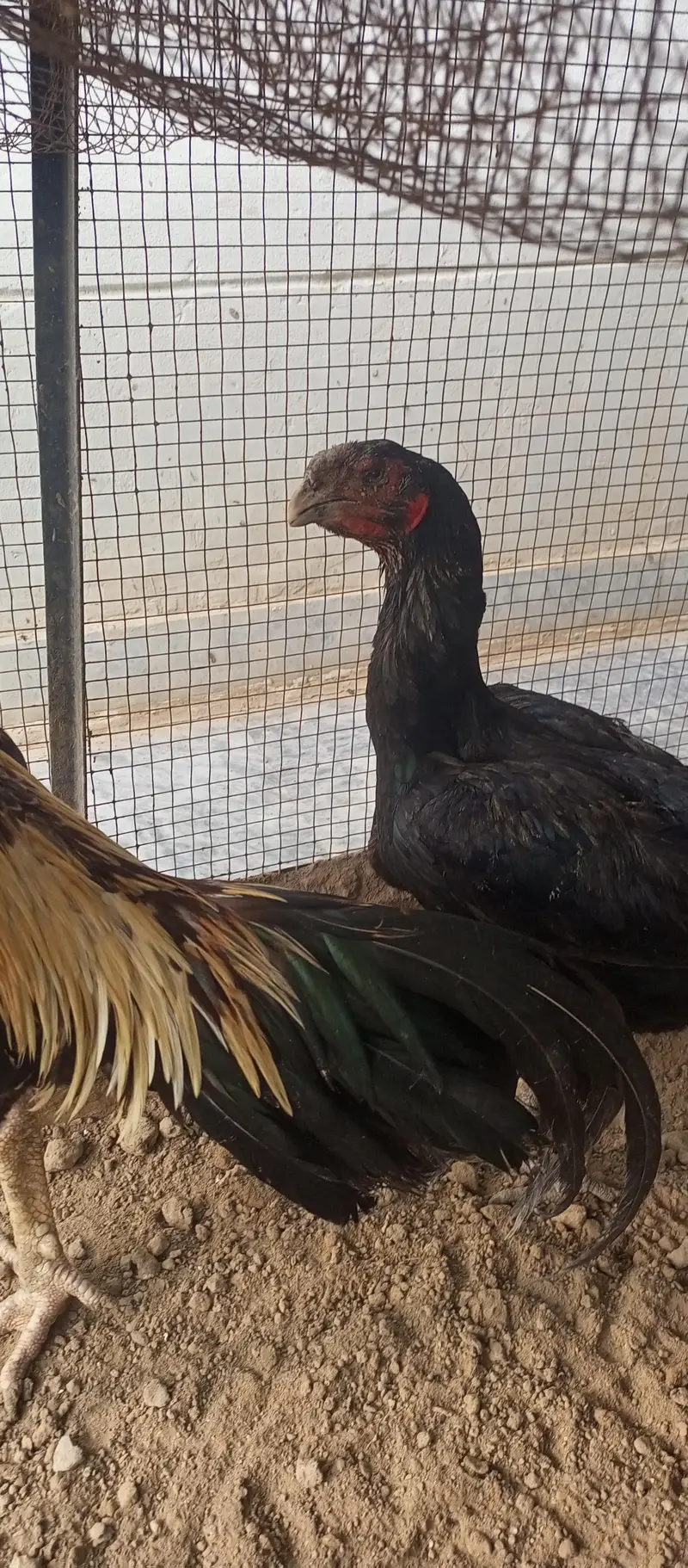 parrot beak shame Thai cross 10 chiks — photo 2