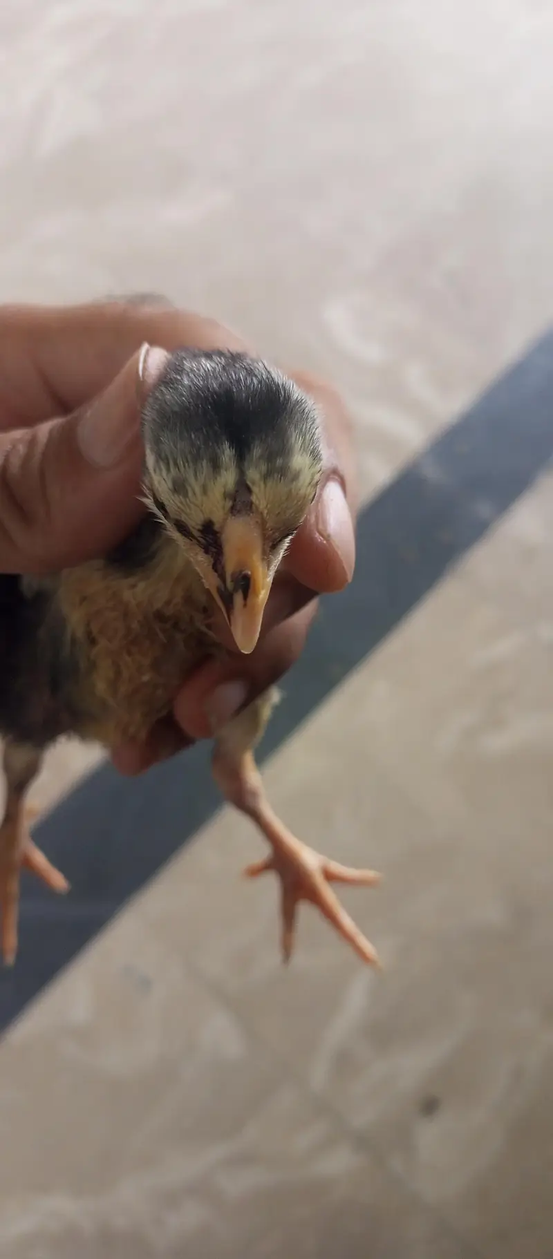 parrot beak shame Thai cross 10 chiks — photo 4