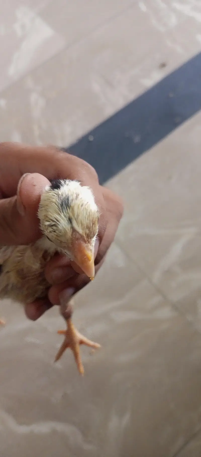 parrot beak shame Thai cross 10 chiks — photo 7